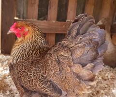 6 Gold partridge brahma hatching eggs - 2