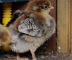 Newborn chicks for sale in London