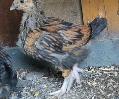 Newborn chicks for sale in London - 2