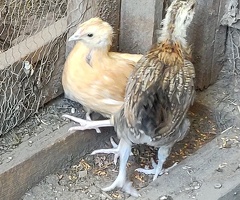 Newborn chicks for sale in London - 3