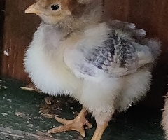 Newborn chicks for sale in London - 4