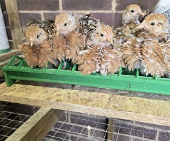 Pekin Bantam pullet growers