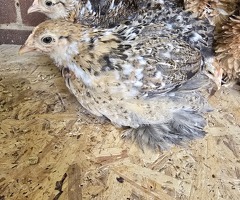 Pekin Bantam pullet growers - 2