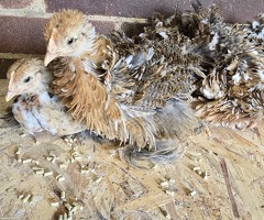 Pekin Bantam pullet growers - 3