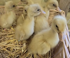 Buff Orpington ducklings, sexed