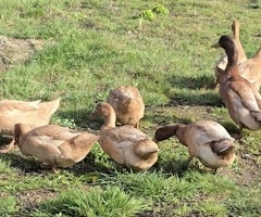 Buff Orpington ducklings, sexed - 2