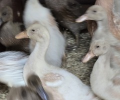 Buff Orpington ducklings, sexed - 3