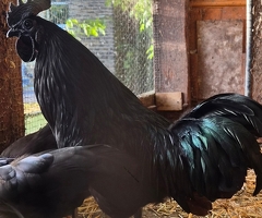 Ayam cemani hatching eggs & chicks available
