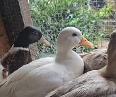 Call duck hatching eggs
