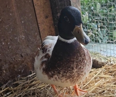 Call duck hatching eggs - 2