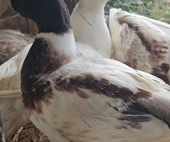 Call duck hatching eggs - 3