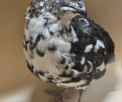 Coturnix quail very rare progressive pied hatching eggs