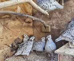 Bobwhite quail hatching eggs & birds
