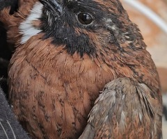 Bobwhite quail hatching eggs & birds - 2