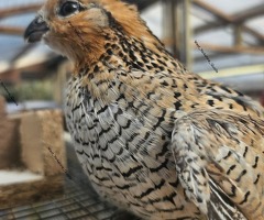 Bobwhite quail hatching eggs & birds - 3