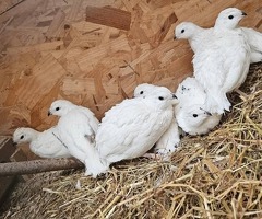 Bobwhite quail hatching eggs & birds - 4