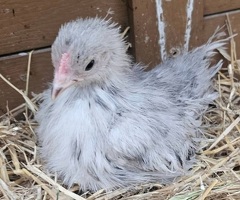 Serama hatching eggs silkied & Frizzle
