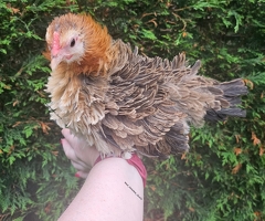 Serama hatching eggs silkied & Frizzle - 2