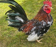 Serama hatching eggs silkied & Frizzle - 3