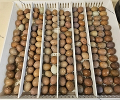 Chinese painted quail cpq button hatching eggs