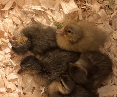 Call duck ducklings