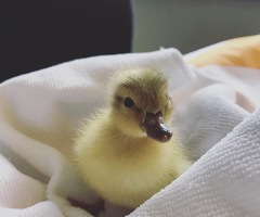 Call duck ducklings - 2