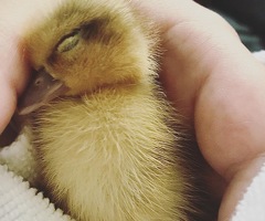 Call duck ducklings - 3