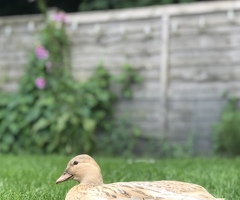 Call duck ducklings - 4