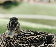 Call duck hatching eggs - mixed flock
