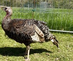 Bronze turkeys