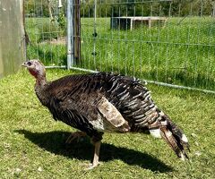 Bronze turkeys - 2