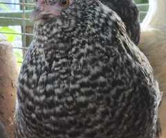 Speckled Bantam Laying Hen Pair