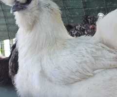 Silkie Bantam Hen Pair – Delivery Possible