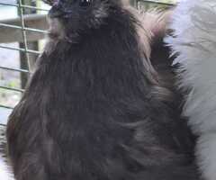 2 Brown Silkie Bantam Laying Hens – Delivery Possible