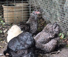 Speckled Bantam Laying Hen Pair - 2