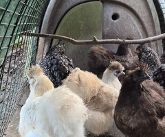 2 Brown Silkie Bantam Laying Hens – Delivery Possible - 2