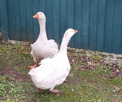 1.1 Sebastopol geese £120