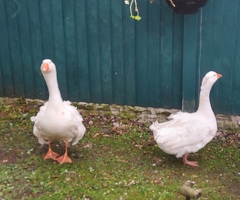 1.1 Sebastopol geese £120 - 2