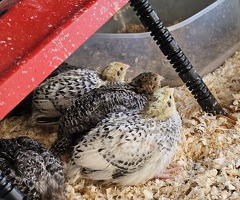 Coturnix Male quails