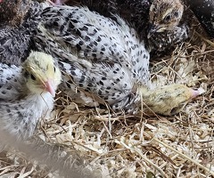 Coturnix Male quails - 2