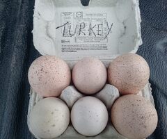 norfolk black turkey eggs