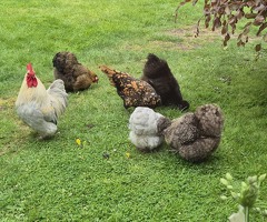 X6 bantam eggs bantam mix