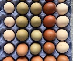 Backyard hatching egg mix x6