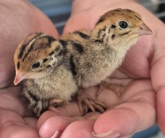 Coturnix Quail chicks