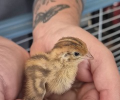 Coturnix Quail chicks - 2
