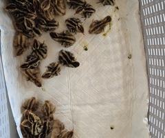 Coturnix Quail chicks - 3