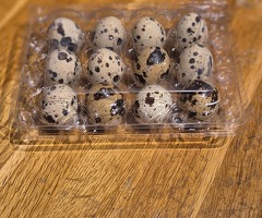 Coturnix Quail hatching eggs
