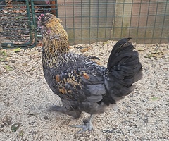 Araucana x Silkie cross boy