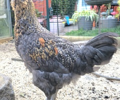 Araucana x Silkie cross boy - 2