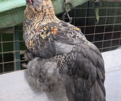Araucana x Silkie cross boy - 3